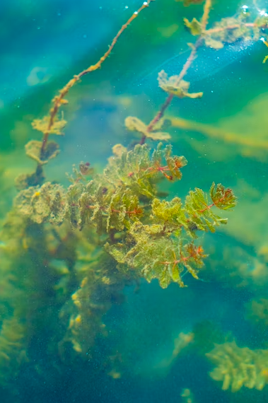 Así se recolectan (y comen) las algas marinas, la última tendencia en alimentación y sostenibilidad