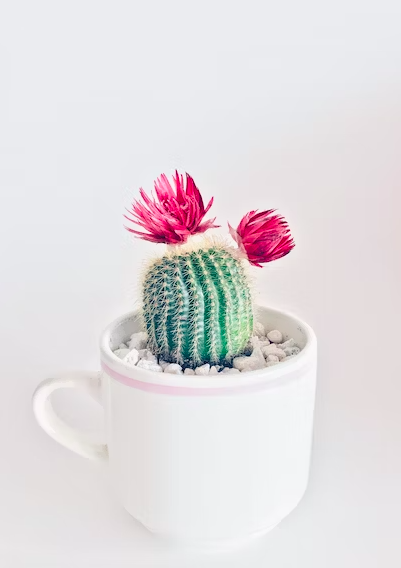 Estos cactus tienen las flores más bonitas y no podrás resistirte a ninguna