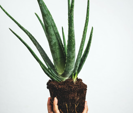 9 plantas para absorber la energía negativa en casa